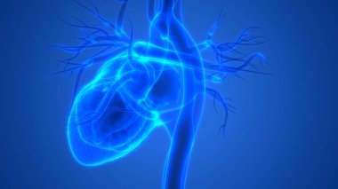 İnsan vücudu organlara (kalp anatomisi)