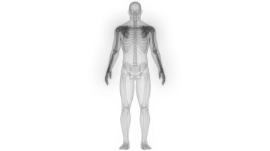 İnsan iskelet sistemi anatomisi 3D çizimi