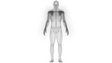 3D Illustration of Human Skeleton System Anatomy clipart