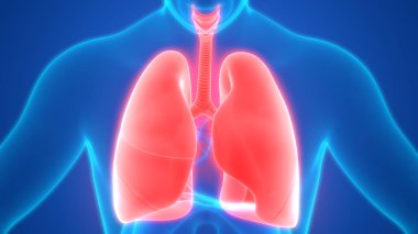 İnsan Solunum Sistemi 3d illüstrasyon, Akciğer Anatomisi