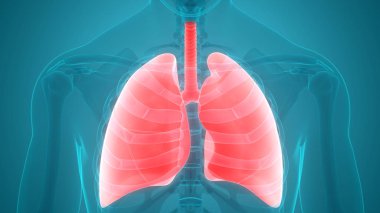 İnsan Solunum Sistemi 3d illüstrasyon, Akciğer Anatomisi