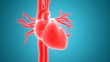 İnsan vücudu organlara (kalp anatomisi)