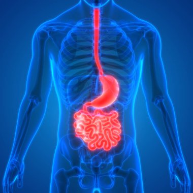 İnsan sindirim sistemi anatomisi (mide bağırsağın ile)