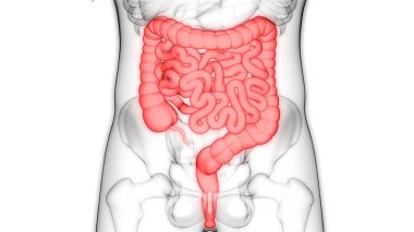 3D Illustration of Human Skeleton with Large and Small Intestine clipart