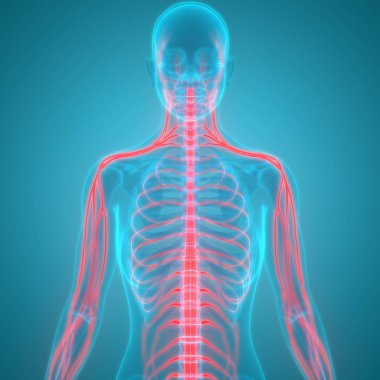 İnsan Vücut Organları 3d İllüstrasyon, Omurga 