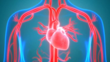 İnsan vücudu organlara (kalp anatomisi)