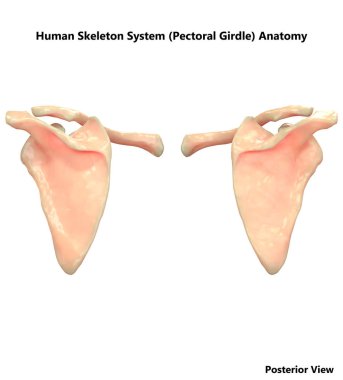 3D Illustration of Human Skeleton System (Pectoral Girdle) Anatomy clipart