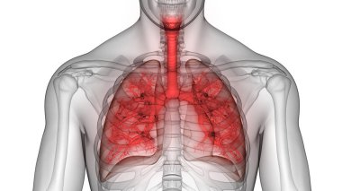 3D illüstrasyon insan solunum sistemi akciğerler anatomi