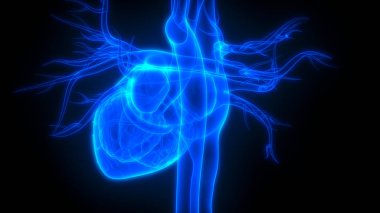 İnsan vücudu organlara (kalp anatomisi)