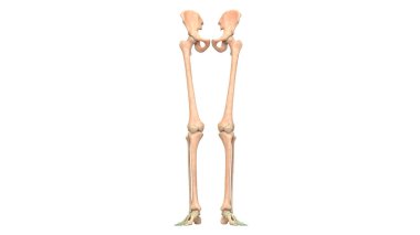 İnsan İskelet Sistemi Anatomisi 3d İllüstrasyon (alt ekstremiteler)