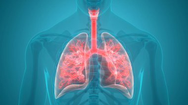 İnsan Solunum Sistemi 3d illüstrasyon, Akciğer Anatomisi