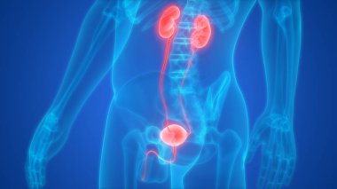 İnsan vücudunun organları (böbrekler mesane ile)