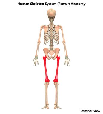 İnsan iskelet Tibia, Femur ve kaval kemikleri