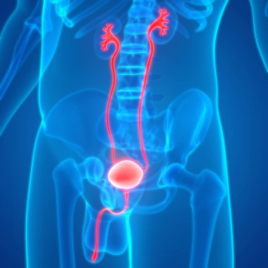 İnsan vücudunun organları (böbrekler mesane ile)