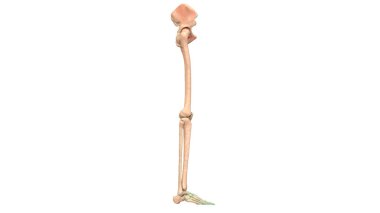 İnsan İskelet Sistemi Anatomisi 3d İllüstrasyon (alt ekstremiteler)