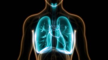 İnsan Solunum Sistemi 3d illüstrasyon, Akciğer Anatomisi