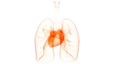 İnsan Solunum Sistemi 3d illüstrasyon, Akciğer Anatomisi
