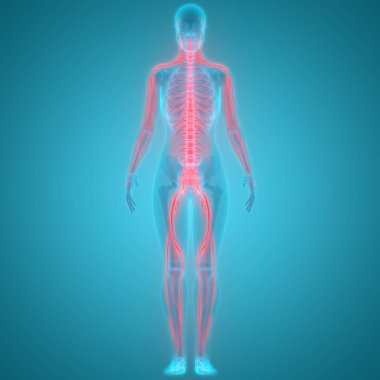 İnsan Vücut Organları 3d İllüstrasyon, Omurga 