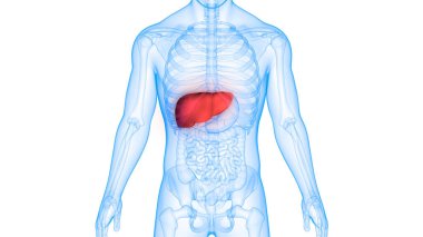 Human Body Organs Anatomy (Liver) clipart