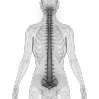 İnsan Vücut Organları 3d İllüstrasyon, Omurga 