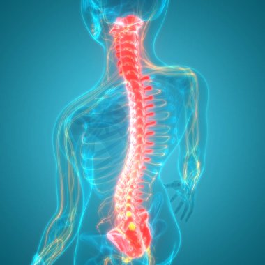İnsan Vücut Organları 3d İllüstrasyon, Omurga 