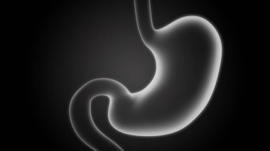 İnsan sindirim sistemi (mide anatomisi)