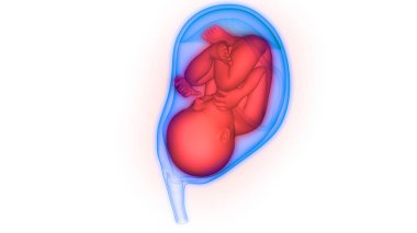 3d İnsan embriyo ultrason İllüstrasyon