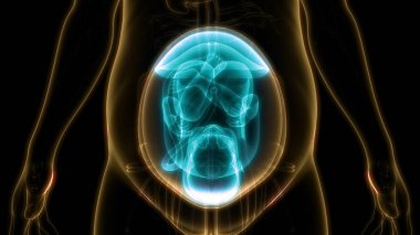 3d İnsan embriyo ultrason İllüstrasyon