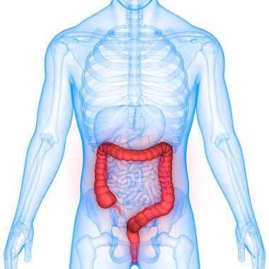 Kalın Bağırsak ile İnsan İskelet 3d İllüstrasyon