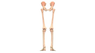 İnsan İskelet Sistemi Anatomisi 3d İllüstrasyon (alt ekstremiteler)