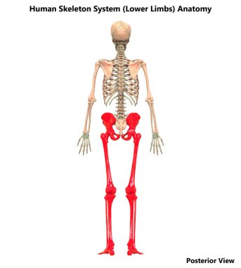 İnsan İskelet Sistemi Anatomisi 3d İllüstrasyon (alt ekstremiteler)