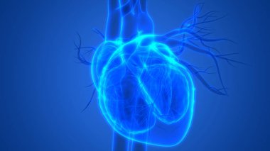İnsan vücudu organlara (kalp anatomisi)