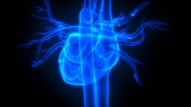 İnsan vücudu organlara (kalp anatomisi)