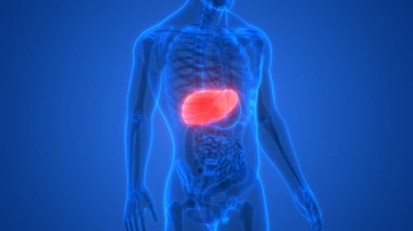 İnsan Vücut Organları 3d İllüstrasyon 