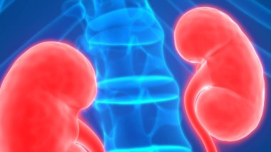 İnsan vücudunun organları (böbrekler)