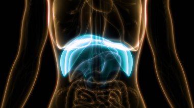 İnsan Vücut Organları 3d İllüstrasyon 