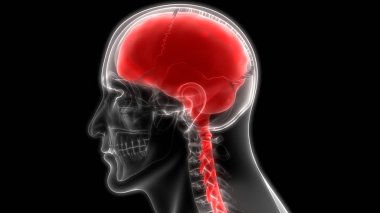 İnsan Vücut Organları, Omurga ve beyin 3d İllüstrasyon