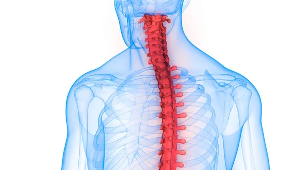人体器官 脊椎の3Dイラスト — ストック写真
