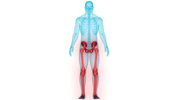 Nsan Iskelet Sistemi Anatomisi Çizimi — Stok fotoğraf