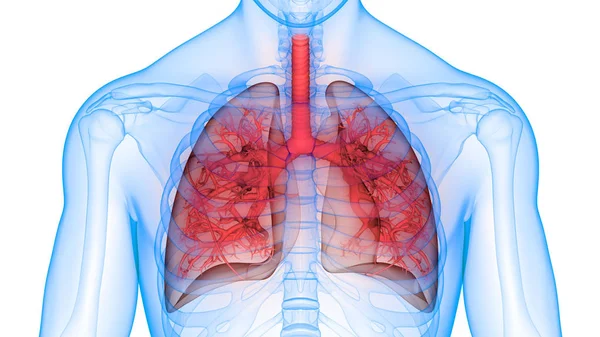 Ilustración Del Sistema Respiratorio Humano Anatomía Pulmonar — Foto de Stock