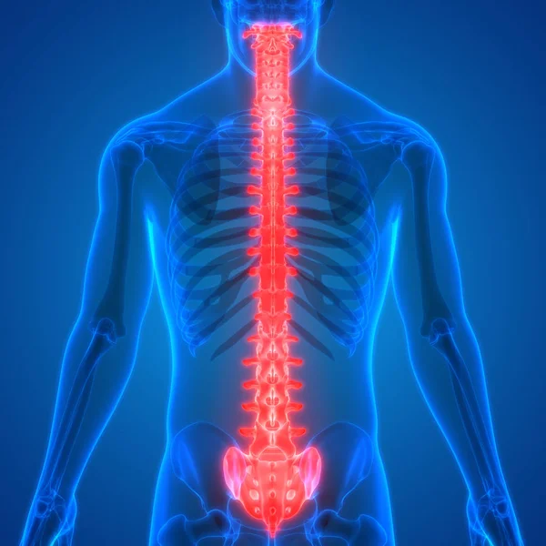 Ilustración Los Órganos Del Cuerpo Humano Columna Vertebral —  Fotos de Stock