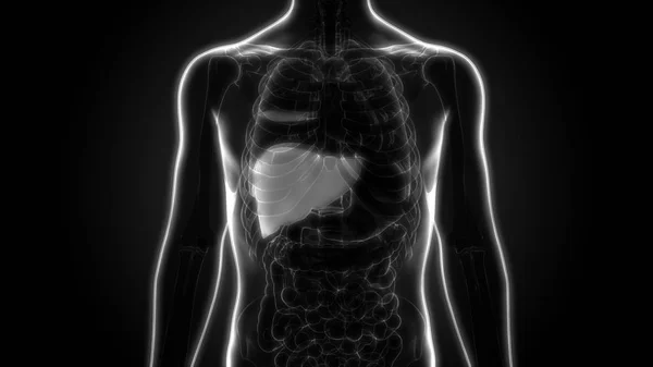 Ilustração Órgãos Corpo Humano — Fotografia de Stock