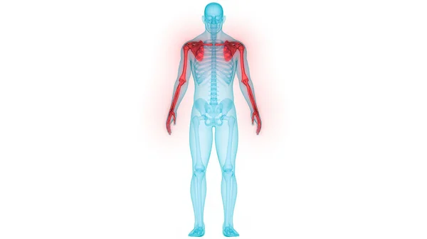 Illustratie Van Anatomie Van Het Menselijke Skelet Systeem — Stockfoto