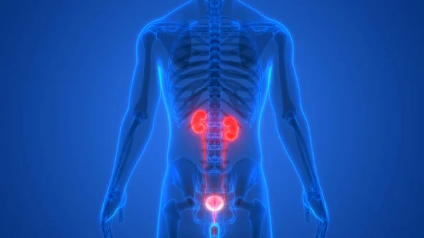 Órganos Del Cuerpo Humano Riñones Con Vejiga Urinaria — Foto de Stock