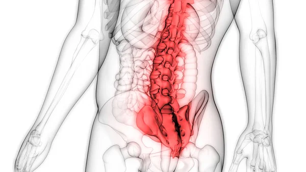 Ilustración Los Órganos Del Cuerpo Humano Columna Vertebral — Foto de Stock