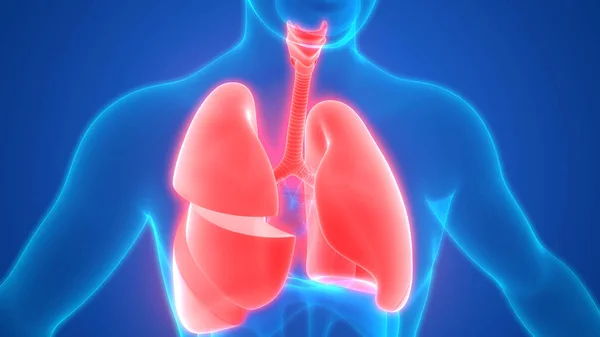 Ilustracja Ludzkiego Układu Oddechowego Anatomia Płuc — Zdjęcie stockowe