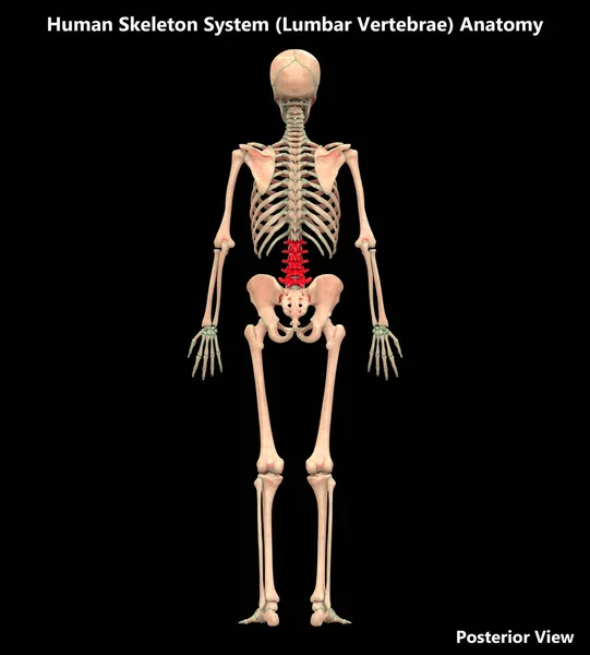 Illustrazione Dell Anatomia Del Sistema Scheletrico Umano Vertebre Lombari — Foto Stock