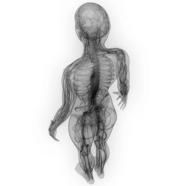 Obrázek Lidské Kostry Systém Anatomie — Stock fotografie