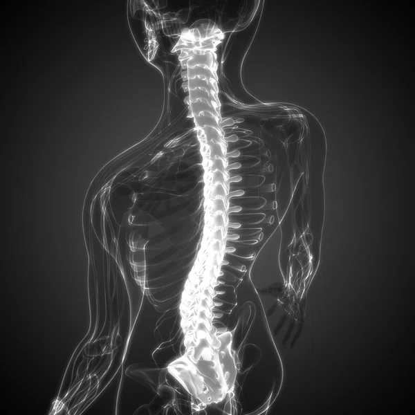 Ilustração Órgãos Corpo Humano Coluna Vertebral — Fotografia de Stock