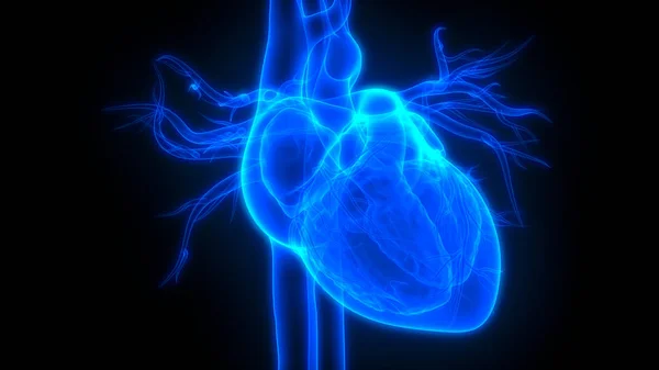 Organe Des Menschlichen Körpers Herzanatomie — Stockfoto